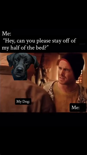 B.K. The Lab! 🐾 on Instagram: "A King sized bed for a King 🐾 🛌 👑 #funnyvideos😂 #blacklabsofinstagram"