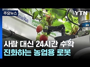 [녹색] 사람 대신 24시간 딸기 수확...진화하는 농업용 로봇 / YTN