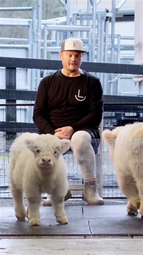 SUNDAY: 2-22-2026 11:00AM Sale Link - IN OUR BIO microminicattlesales.com 3 Year Old Mini/ Micro Highland Cattle Genetics: Micro and Super Micro Bull Straws and embryos. | Rocking L Miniature Cattle Ranch