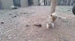 Doggggggg !! | BasBuzz.com