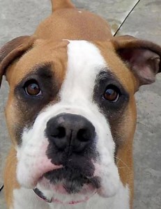 OWNER SURRENDER WITH A FULL POUND! DAISY - Boxer Stark County Dog Warden Canton, Ohio ~LD~ For more information on this adoptable pet, please contact the shelter directly. Available for immediate adoption. Daisy was surrendered by her owner, and is hoping someone will give her a new home soon. She looks so worried at the pound, not understanding why she is there, and in a cage. Daisy has been a good dog for us, well behaved. Take a seat, and she will be over to give hugs, or kisses, she likes to