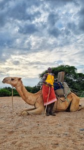 16 reactions | Walking with Samburu camels in Kenya  In the...