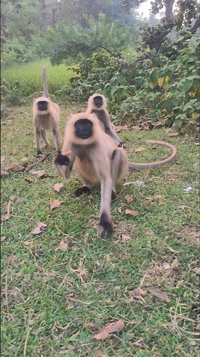 Jungle Monkey Lover | Cute Wild Monkey Moments in the Forest