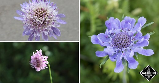 How to Grow Pincushion Flower (Scabiosa Atropurpurea & Scabiosa Caucasica) - Gardening Channel