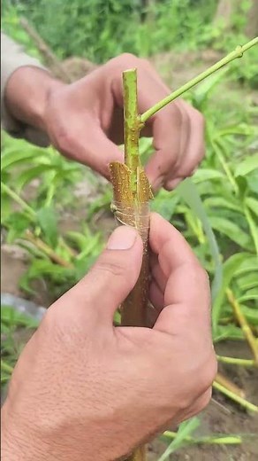 Peach Tree Grafting Step by Step Easy Grafting Method for Better Fruit Production #Grafting #shorts