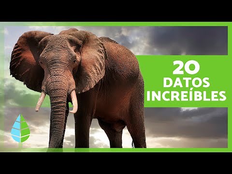 20 Interesting Facts About Elephants You Didn't Know 🐘