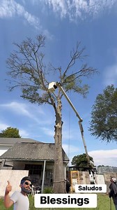 Who do you think is the best element? Quien crees que se el mejor elemento? #hazardtre #treexpert #conversationstarter #treeservice #crafting #motivation #treeexperts #Increible #treeremoval | Humbe Ortiz | Facebook