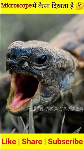 What does the inside of a sea turtle,s mouth look like? Natural History Museum#shorts #facts