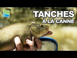 TANCHES À LA GRANDE CANNE | Pêche au coup dans le sud avec Franck Butavand