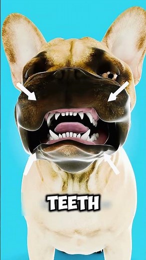 “The Sad Truth Behind Bulldogs 😢🐶 | What Breeders Don’t Tell You” #Shorts #DogFacts #Bulldog #Animal