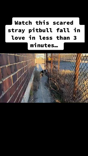 Watch this scared, stray dog fall in love with Donna in less than 3 minutes. We named our Valentine Girl