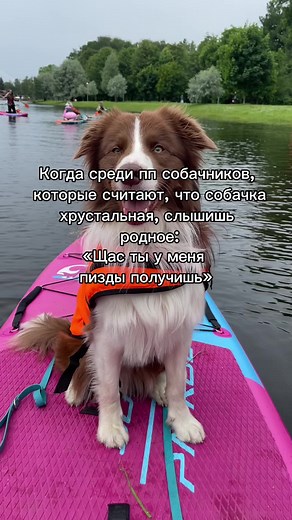 Порода бордер-колли: удивительные факты о собаке