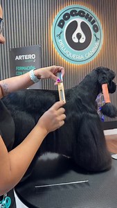 Blending en Cocker Spaniel (American) ✂️🐶 En este reel se muestra cómo lograr una transición limpia entre el lomo y el faldón usando técnica de carding, sin líneas marcadas y manteniendo caída natural del manto. El carding bien hecho permite eliminar exceso de densidad, afinar el cuerpo y darle movimiento al pelo sin perder largo, algo clave en la peluquería canina profesional del Cocker. Muchas veces se suele confundir que el blending va con tijera, y en muchas razas es así, pero en el cocker 