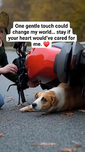 One gentle touch could change my world… stay if your heart would’ve cared for me. ❤️ #StrayDogSoul #RescueHope #HomelessPupHeart #AdoptRescue | Paws of USA