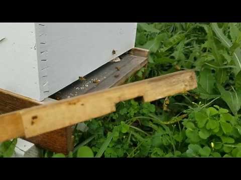 Beekeeping: How to tell when your hive is being robbed