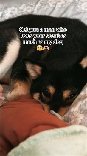 Always finding my spot and laying there 😅❤️ #dogslife