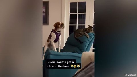Funny Dog and Cat Moments That Will Make You Laugh Out Loud