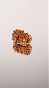 16 Mukhi Rudraksha 11.40 mm Java Bead | Grade A Small Genuine Natural #16mukhi #javarudraksha