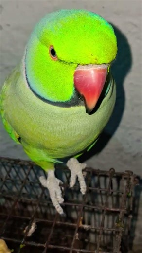 #talkingparot #parrot #birds #cuteparrot #cute #cutebird