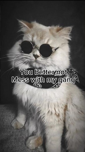 🔥 Don’t Mess with My Cat Gang! 😼💀 | Funniest Meme Edit Ever! #FunnyCats #MemeEdit