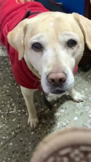 #bruno#labrador#family#forever#life#ytshorts#animallovers#love#viral #memories#missyou#cutiepie#baby