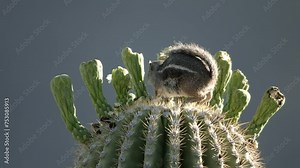 Round-tailed ground squirrel on a saguaro cactus in the Sonoran desert, Arizona, USA
