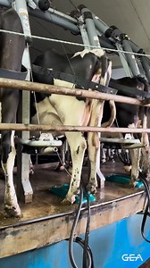 ⚙️ ON-PLATFORM AUTOMATION Behind the scenes in Whakatāne recently, filming a rotary refit project that 60/40 Milking completed on this 14-year-old rotary last year. The farmer was looking to reduce labour requirements and improve milking performance and has been able to do just that over the last 12 months! Learn more about a rotary refit with GEA here: https://brnw.ch/21wL3rw | GEA Farming - New Zealand