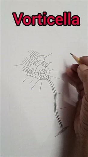 draw easy Structure of Vorticella | Labelled Diagram of Vorticella