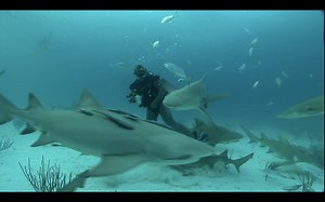 Sometimes Sharks Eat Humans — But They'd Rather Not Brought to you by Grub Hub: http://bit.ly/28QaAad | Seeker by The Verge