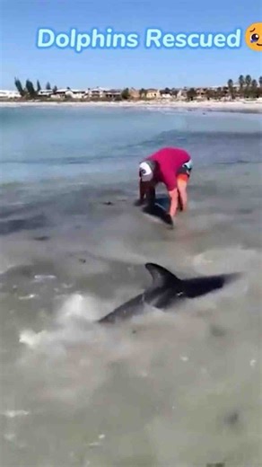 Mesmerizing Water Moments and Animal Wonders