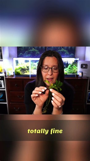 Stop Floating Anubias! How to Plant It RIGHT!