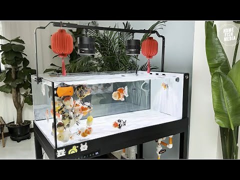 Luxury Fancy Goldfish Tank Setup | Crystal Clear Water Showcase
