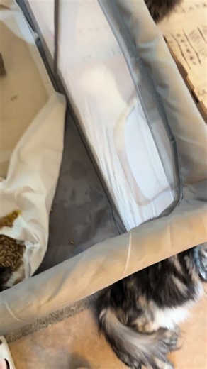 Little Mischievous Had an Accident — Aslan the Maine Coon Cat