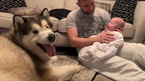 BABY LOVES TO WATCH MY MALAMUTE HOWLING | Life with malamutes