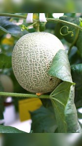 Brix Level Required Sa Supermarkets Watch the Full Episode: https://www.youtube.com/watch?v=4LH7-WcdZIs #viralvideoシ #reels #viralata #reelsinstagram #reelschallenge #viralposts #viralvideochallenge #viral #viralchallenge #reelsi̇nstagram #reelsfypシ゚viral #reelsviralvideo❤️❤️❤️❤️ #reelscristão #viralreels #reelschallengereelschallenge #reelsfbシ #viralvídeos #viralreelsfacebook #reelsviralシfb #reelsfypシ #agreesaagri | Agree sa Agri