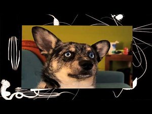 Aesop Rock - Movie Night (Official Video)