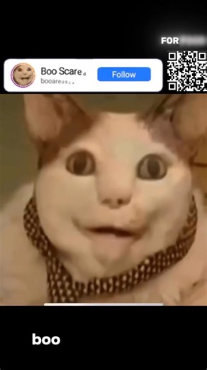 Boo Scared | 112 DAY | SUB GOAL: 1324/1400 | BOO, ARE YOU SCARED? DON’T BE AFRAID! I’M A FRIEND! #boo #boomemes #areuscared #scarecat #strangecat #catmeme | Instagram