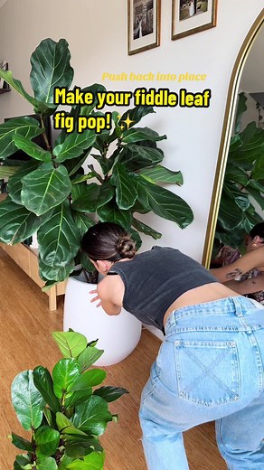 How to make indoor house plant leaves shiny and healthy! I use neem oil and it is just such a relaxing plant chore for me #neemoil #asmr #relaxingvideos #fiddleleaffig #ficuslyrataplant #dwarffiddleleaf #ficuslyratabambino fiddle leaf fig care tips