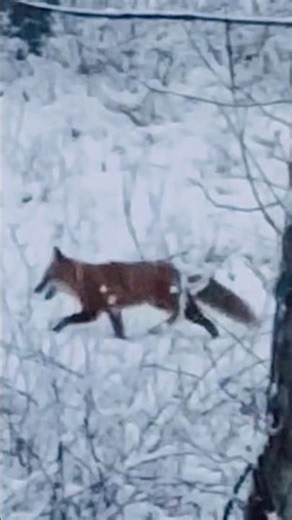 🦊Red Fox #foxfamily #foxfun #foxwatching #foxlife #backyardanimals