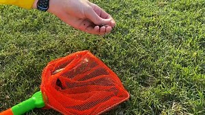 Help identify this rare catfish the trap caught in a tiny creek