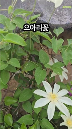 초록 잎 사이에 내린 하얀 별 우리 토종 야생화 '으아리 꽃, #으아리꽃 #클레마티스