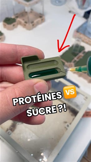 PROTÉINES OU SUCRE ? 🆚🐜