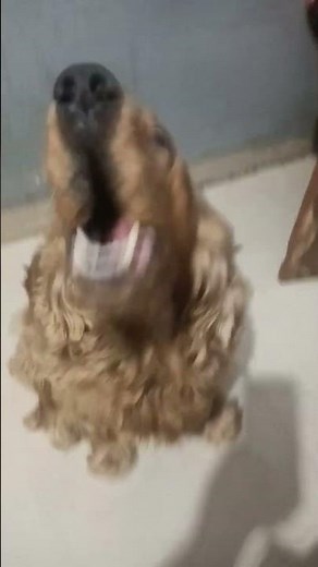 cocker spaniel dog barking #cocker