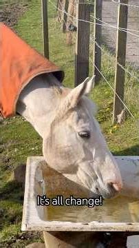 Rosie’s Summer Glow-Up… Night Shift Begins 🌙🐴