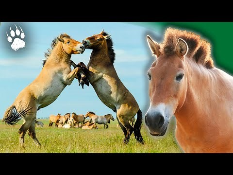 Les DERNIERS chevaux sauvages : le cheval de Przewalski ⎮Documentaire animalier ⎮ HD - AMP