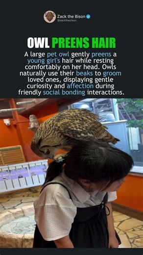 OWL PREENS GIRL GENTLY