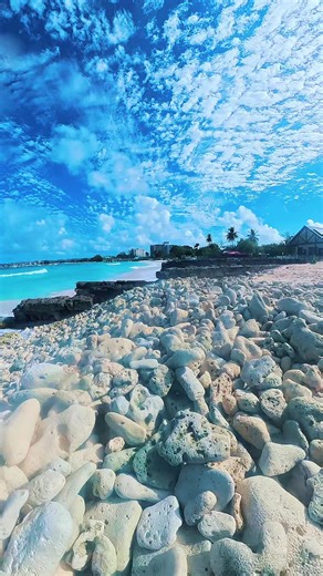 Collecting Pebbles Somewhere in Barbados… This Beach Feels Like a Dream 🌊✨. Somewhere in Barbados, I found myself walking along the shore, collecting little pebbles as the waves kissed the sand. 🌊 #Barbados #Caribbean #PebblesBeach #BeachVibes #IslandLife TravelMoments ScenicViews OceanLovers CaribbeanTravel NatureBeauty BeachWalk TravelVlog TropicalParadise