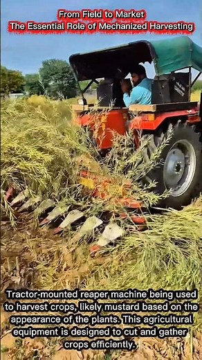 From Field to Market | The Essential Role of Mechanized Harvesting