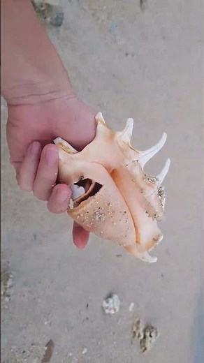 Pick Up Shells With Robin -Ez10