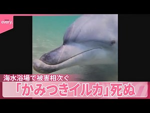 【「かみつきイルカ」死ぬ】海水浴場で被害相次ぐ